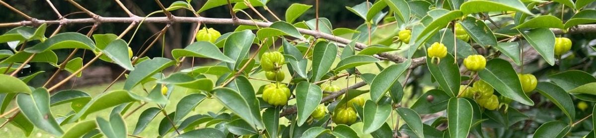 Mariana Lobato Botter